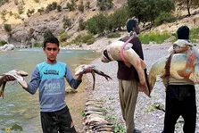 همه‌چیز درباره ماهی‌گیری در رودخانه‌ها و دریاچه‌های ایران؛ کدام رودهای ایران ماهی دارند و ماهی‌ها از چه گونه‌ای هستند؟
