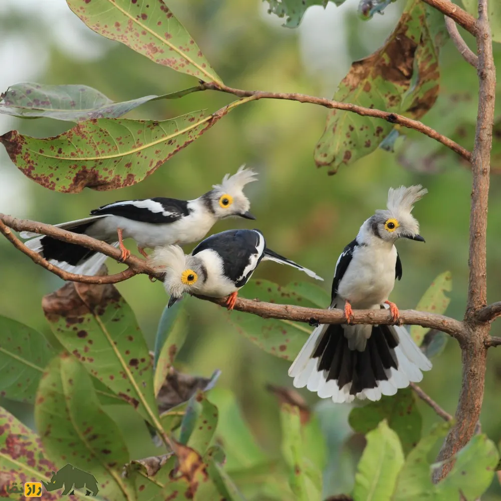 White-crested Helmetshrike