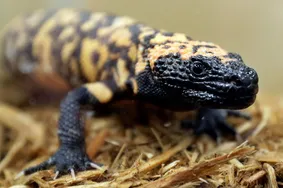 هیولای هیلا؛ بزرگترین مارمولک آمریکا که ۹۵ درصد عمرش زیر زمین است و زهر آن الهام‌بخش ساخت داروی دیابت شد