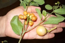 سپستان؛ میوه‌ای شیرین و خوشمزه با قدرت درمان سرفه، التهاب و درد معده که در جنوب ایران یافت می‌شود