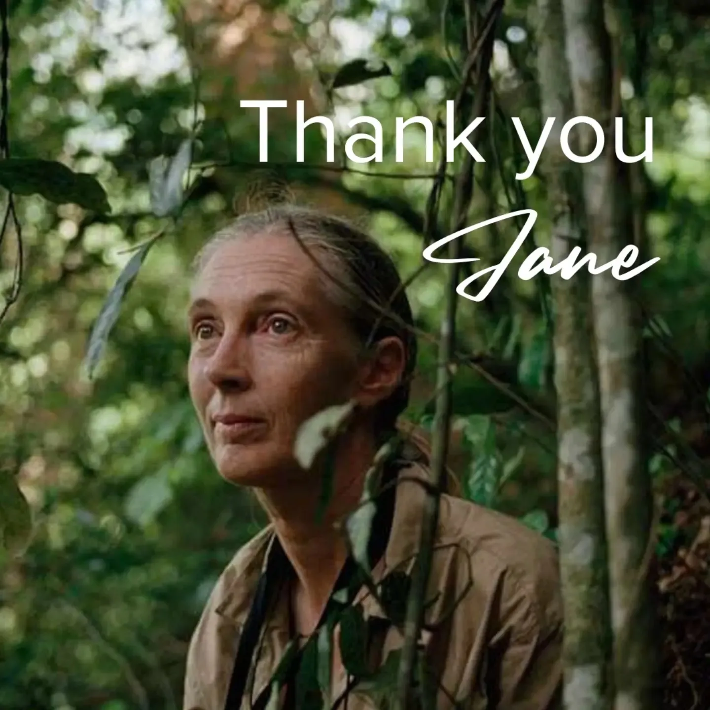Jane Goodall Jane Goodall