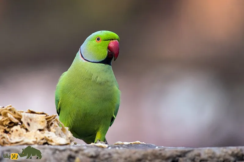 طوطی ملنگو (rose-ringed parakeet) طوطی ملنگو (rose-ringed parakeet)