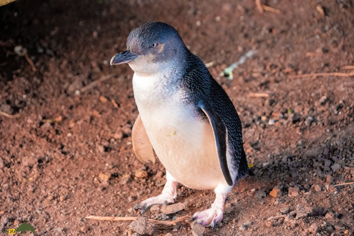 Phillip Island's Little Penguins Phillip Island's Little Penguins