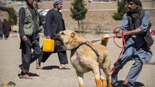 سگ کوچی: سگ غول‌پیکر افغانستانی مشهور به «شپرد افغانی» که غریزه درمان خودکار دارد
