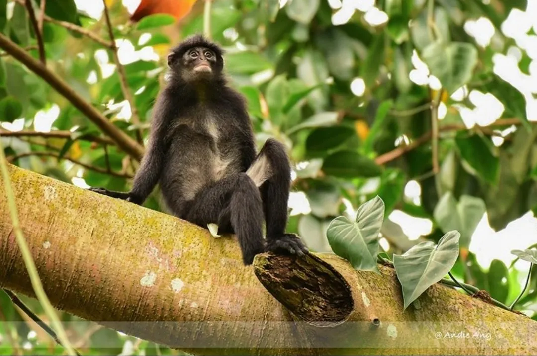 لانگور رافلز (Raffles' banded langur) نوعی میمون بسیار نادر لانگور رافلز (Raffles' banded langur) نوعی میمون بسیار نادر