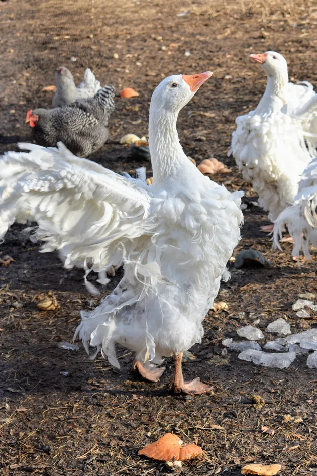 غاز فرفری Sebastopol goose غاز فرفری Sebastopol goose