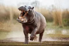 حمله بچه شیر‌ها به یک کرگدن تنها و زخمی