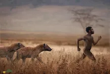 فیلمی از نبرد تماشایی انسان اولیه با کفتار برای بقا در دو میلیون سال پیش!