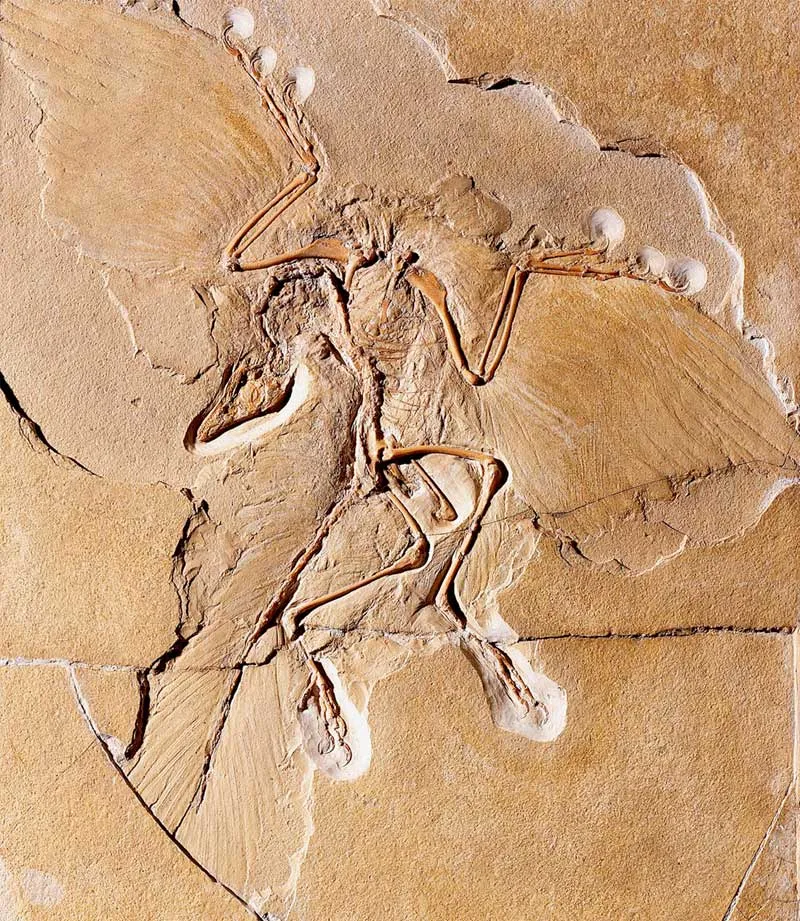 Archaeopteryx Archaeopteryx