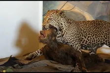 فیلمی جذاب از شکارشدن انسان اولیه در آفریقا توسط پلنگ در سه میلیون سال قبل