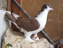 کبوتر اسپارتاکوس؛ کبوتر معروف روسی که عاشق پرواز و رقص گروهی‌ست و هیچ وقت تنها در آسمان دیده نمی‌شود