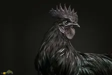 «آیام سمانی»؛ عجیب‌ترین خروس دنیا که نماد اندونزی است و حتی گوشتش نیز سیاه است!