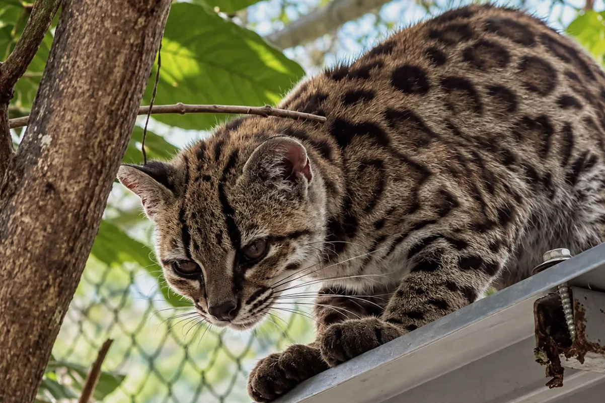 Leopardus tilcayo یا «تیلکایو» Leopardus tilcayo یا «تیلکایو»