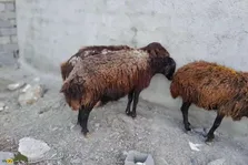 افشار، کردی یا شال؛ بهترین نژاد گوسفند ایرانی برای نگهداری در مزرعه کوچک و خانگی کدام است؟