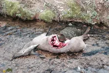 (ویدئو +۱۸) عجیب‌ترین فیلم حیات‌وحش؛ زنده زنده خوردن گوزن ماده توسط لاکپشت!
