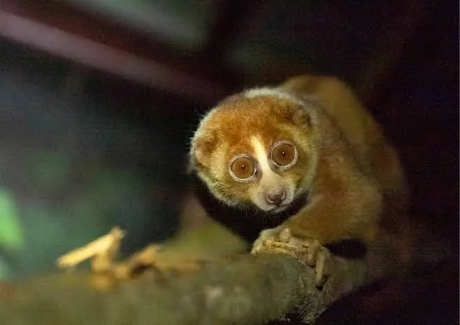 Nycticebus bancanus