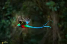 کتزال درخشنده؛ پرنده ملی گواتمالا که زیباترین پرنده جهان است
