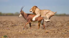 (ویدئو) شیر یک آنتلوپ بخت برگشته را بر زمین زده و زنده زنده در حال خوردن اوست!