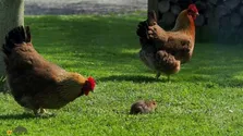 (ویدئو) عاقب تلخ موش غول‌پیکر پس از حمله به خروس