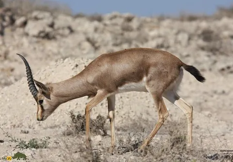 دیده شدن دوباره آهوی تک شاخ؛ «آهوی تک شاخ» جزایر خلیح فارس از چه نژادی‌ست و نماد چیست؟