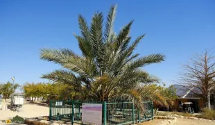 نخل خرمای یهودیه؛ دانه‌ای ۲ هزار ساله جوانه زد و نخل باستانی که از دل تاریخ دوباره زنده شد