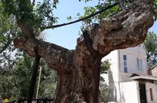 درخت گردو کمان رستم؛ قدیمی‌ترین درخت گردو جهان با ۱۳۰۰ سال سن که شبیه یک کمان غول‌پیکر است و در زمان ساسانیان کاشته شد