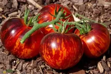 گوجه ملکه شب؛ گوجه‌ای کمیاب و شبیه بادمجان با مزه شیرین و ملس که هر چه نور بیشتری بخورد سیاه‌تر می‌شود