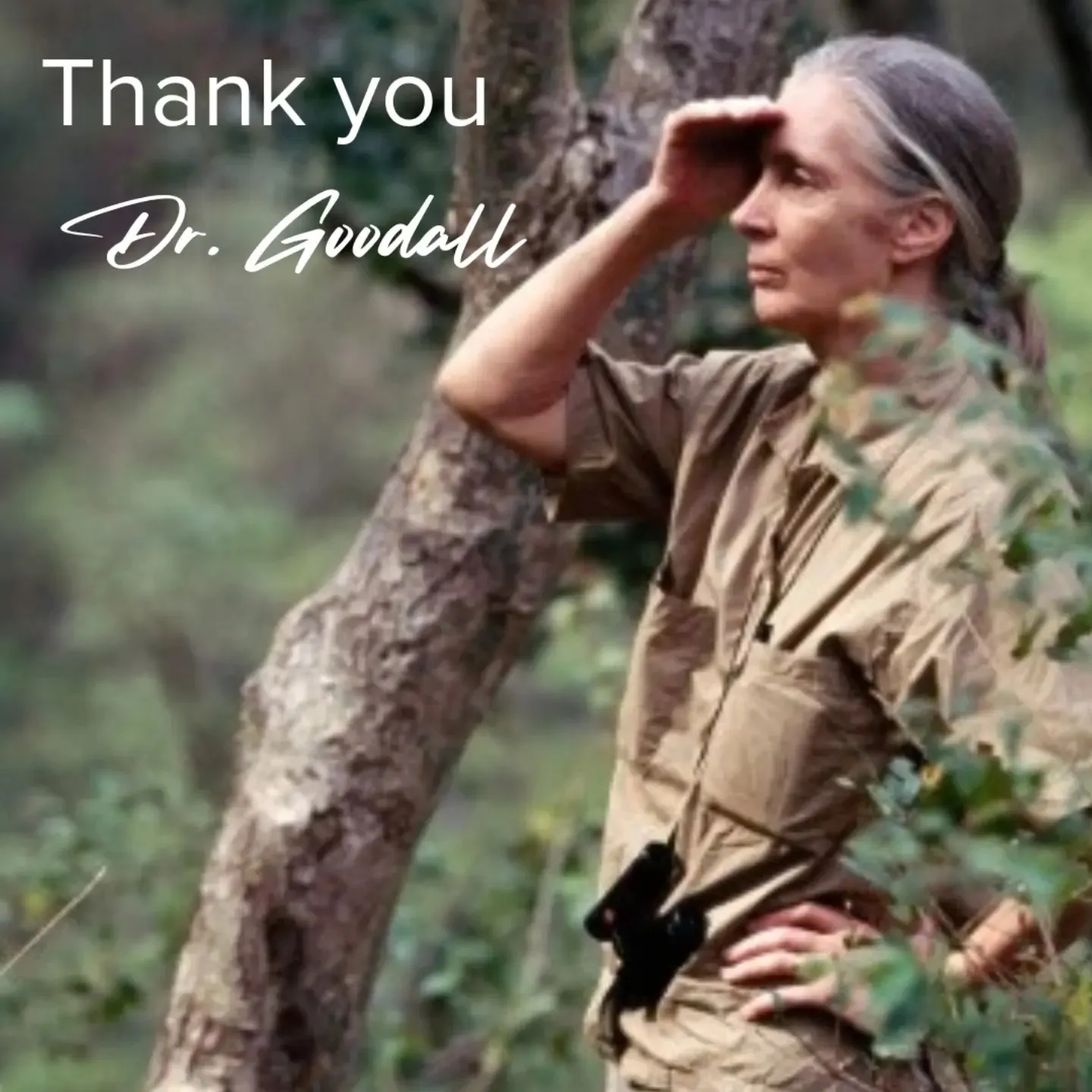 Jane Goodall Jane Goodall