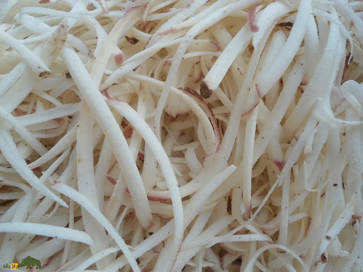 کاساوا