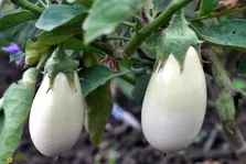 بادمجان کَسپر؛ بادمجانی فرانسوی با پوست و گوشت سفید که هنگام برش صدای جیر جیر می‌دهد