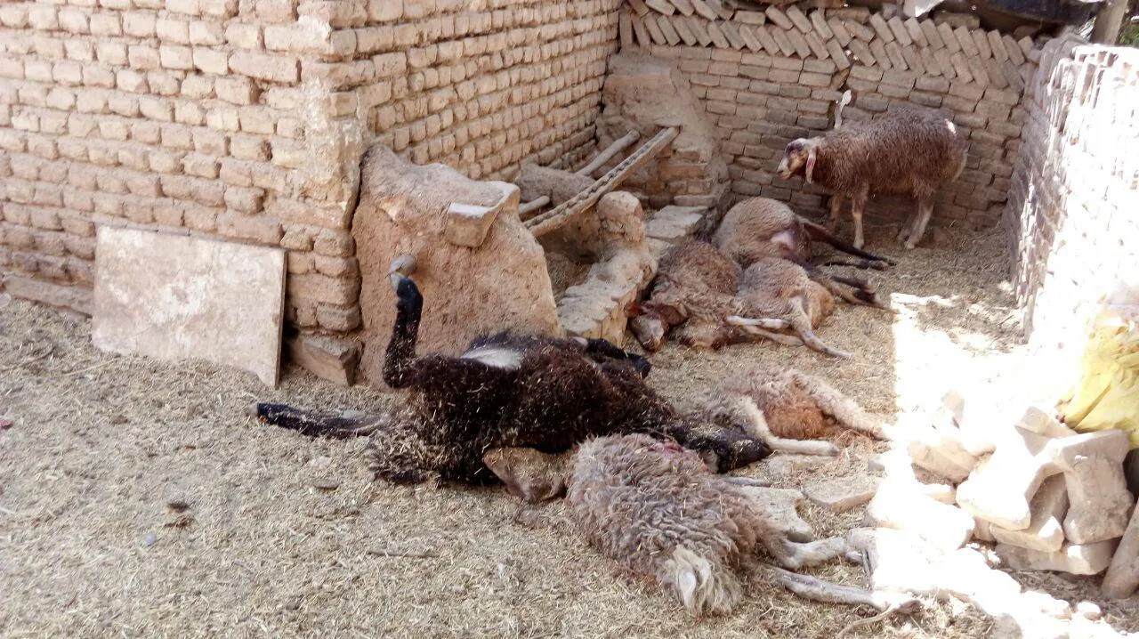 حمله گرگ به گوسفندان