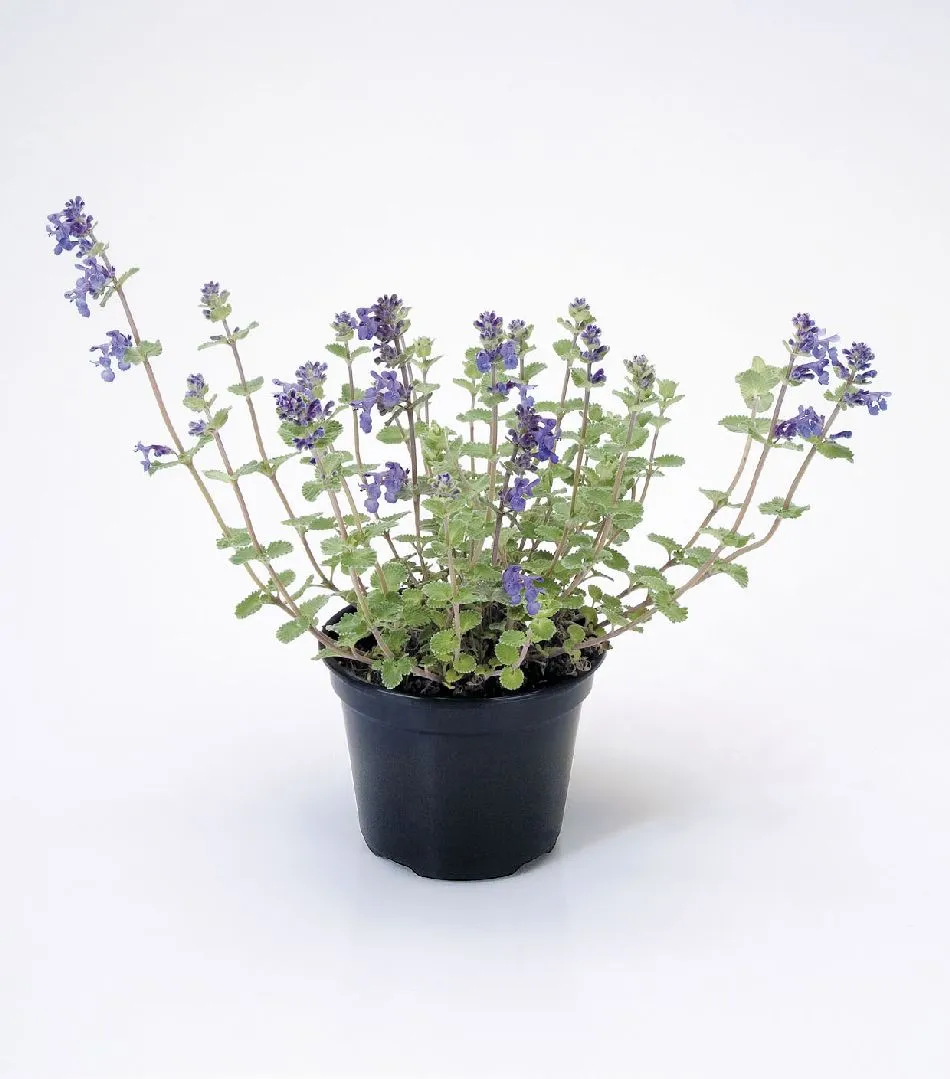 گیاه Nepeta koeieana