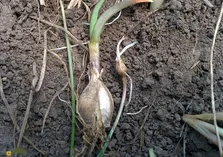 سیر آذربایجانی؛ گیاه کمیاب و بومی ایران که در مناطق صخره‌ای و خاک‌های فقیر رشد می‌کند و طعم جادویی دارد