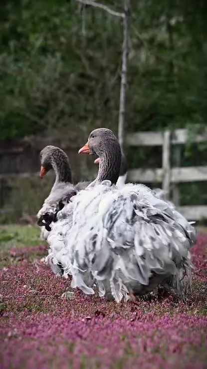 غاز فرفری Sebastopol goose غاز فرفری Sebastopol goose