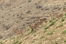 زندگی در ارتفاع ۵۰۰۰ متری ایران چگونه ممکن است؟ چه حیواناتی تا نزدیک قله دماوند می‌روند؟