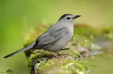 گربه‌خوان سرسیاه؛ پرنده‌‌ای مرموز با صدایی شبیه گربه که استاد موسیقی‌ست و می‌تواند صدای همه پرندگان را تقلید کند!