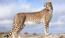 (ویدئو) نجات معجزه‌آسای یوزپلنگ مجروح از سیم خاردار!