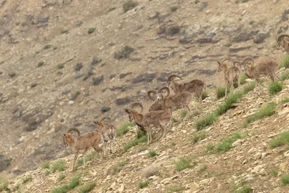 زندگی در ارتفاع ۵۰۰۰ متری ایران چگونه ممکن است؟ چه حیواناتی تا نزدیک قله دماوند می‌روند؟