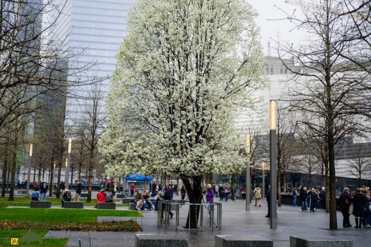 درخت یازمانده از یازده سپتامبر