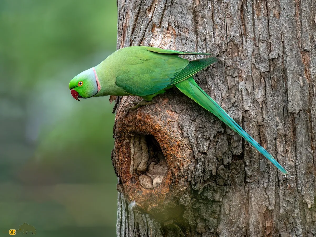 طوطی ملنگو (rose-ringed parakeet) طوطی ملنگو (rose-ringed parakeet)