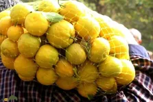 بکرایی یا بکرین؛ میوه‌ای زمستانی و کمیاب در استان فارس و بوشهر که طعم متفاوت و خواص دارویی شگفت‌انگیزی دارد
