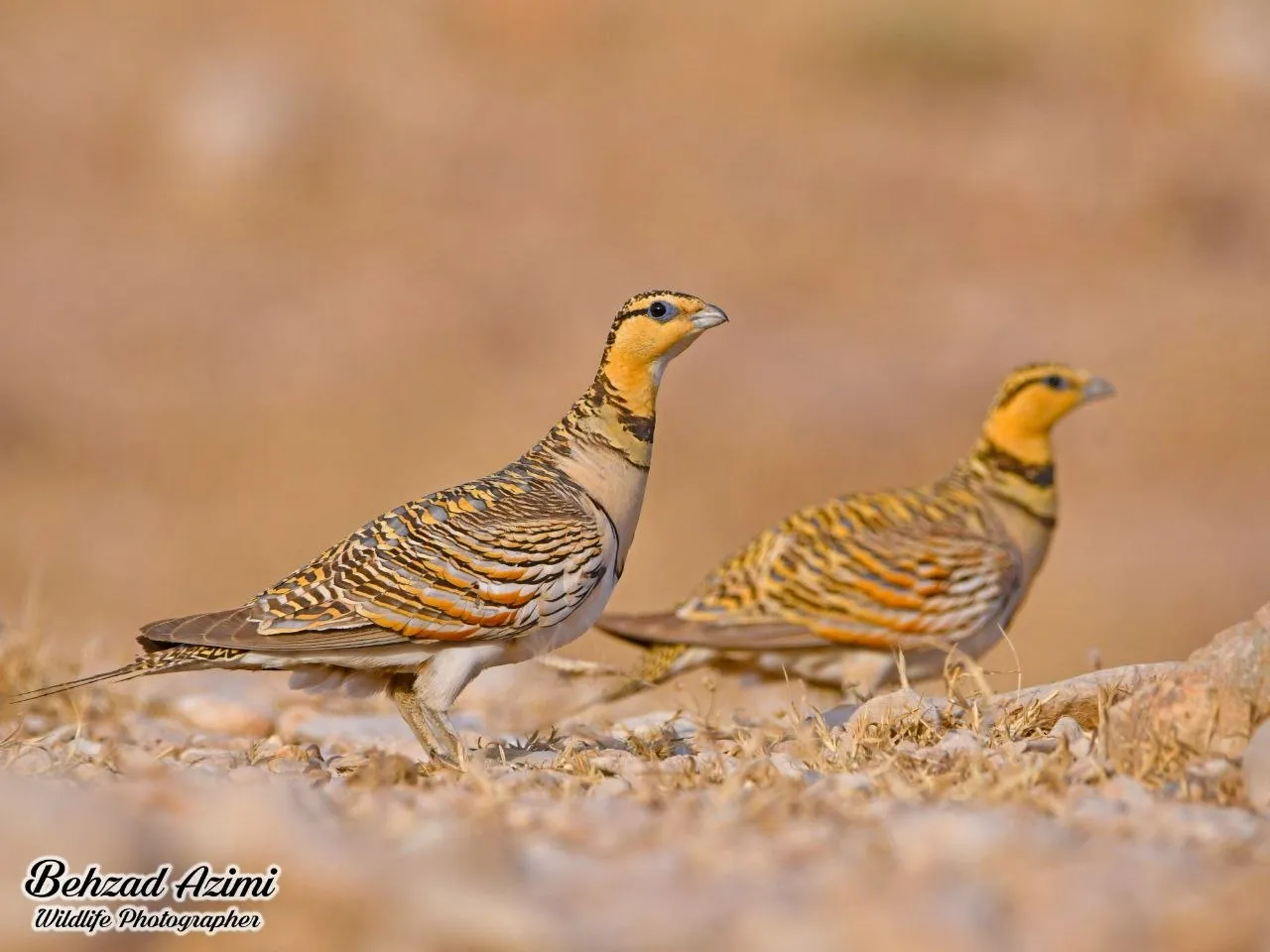 باقرقره شکم سفید
