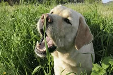 چرا سگ‌ها و گربه‌ها علف می‌خورند؟