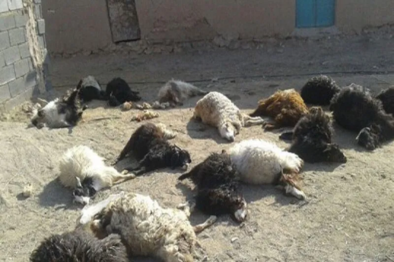 حمله گرگ به گوسفندان