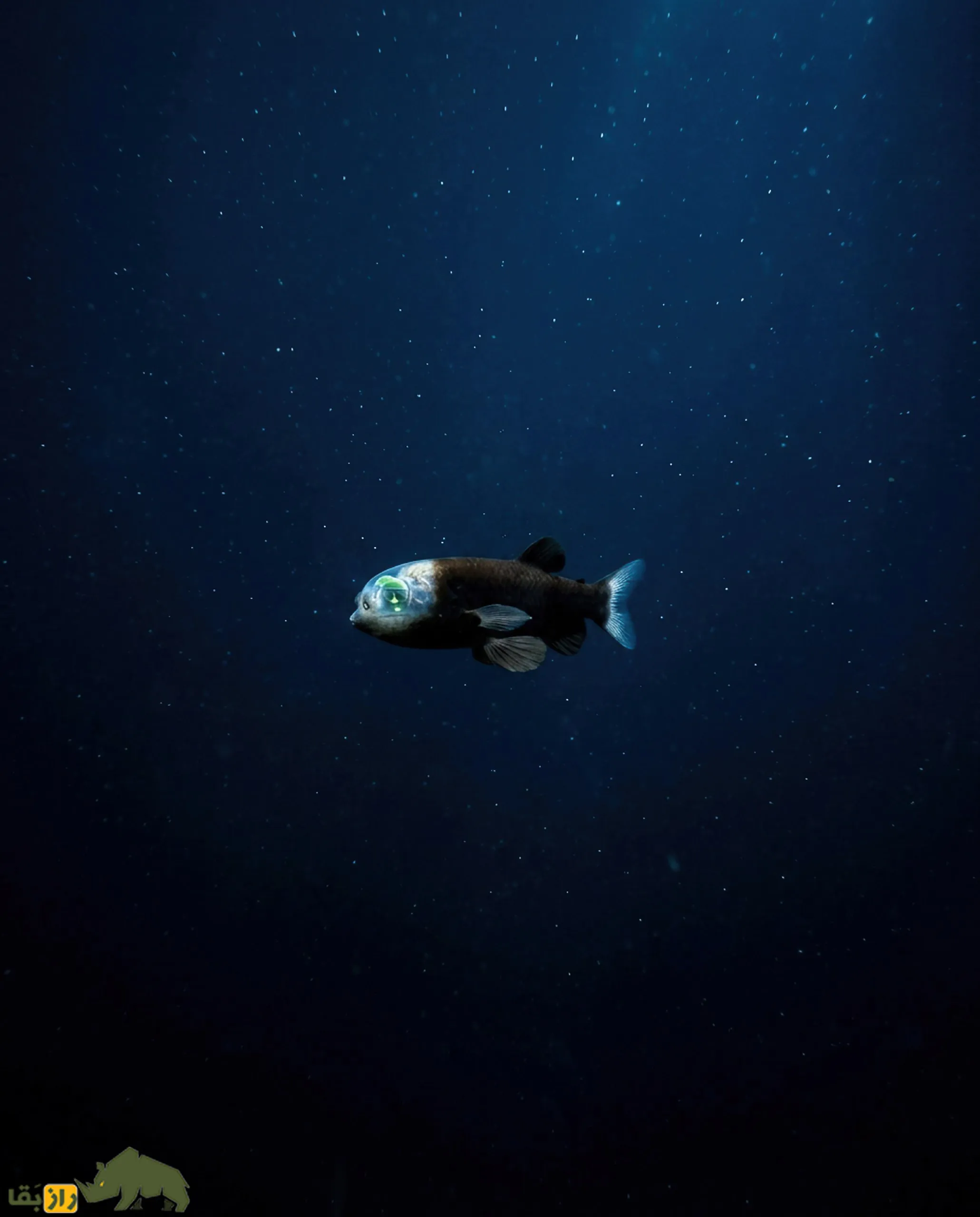 ماهی سر شفاف