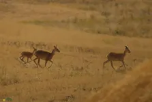 هشدار؛ در این زمان از حضور در مناطق حفاظت شده خودداری کنید!