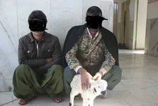 گوسفند تریاکی و صاحبش در فرحزاد بازداشت شدند!