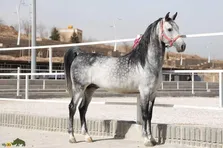 اسب «دره‌شوری»؛ اسبی شیرازی که «زیاد خان» آن را پرورش داد و دنیا نگران منقرض شدن آن است!