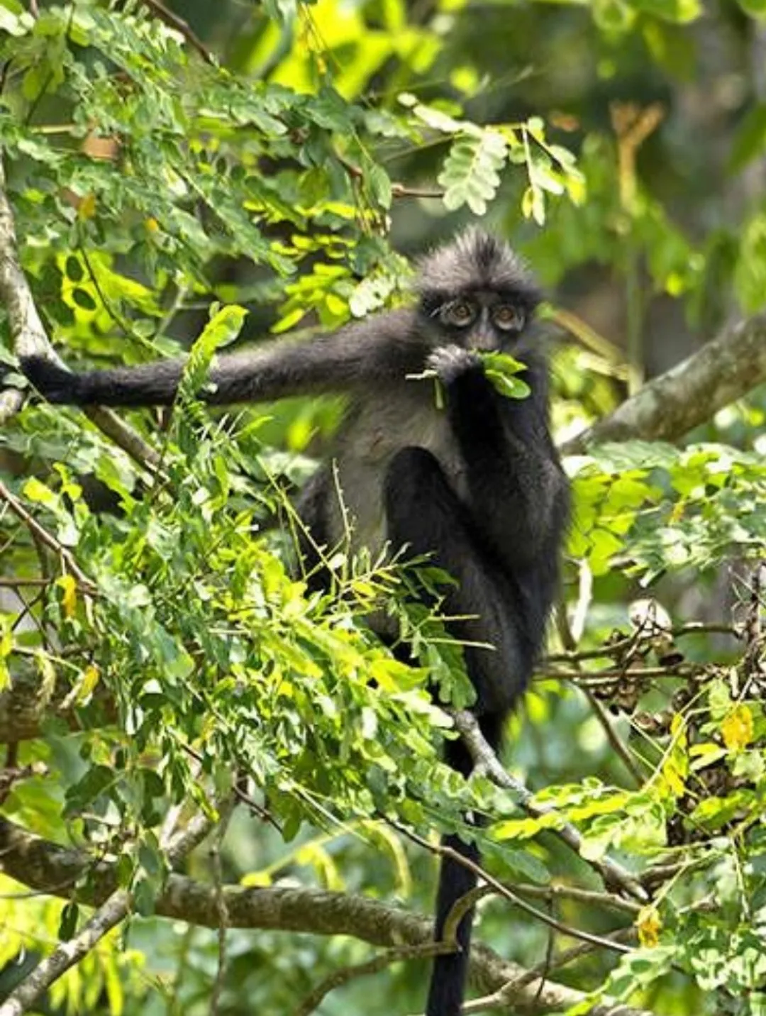 لانگور رافلز (Raffles' banded langur) نوعی میمون بسیار نادر لانگور رافلز (Raffles' banded langur) نوعی میمون بسیار نادر