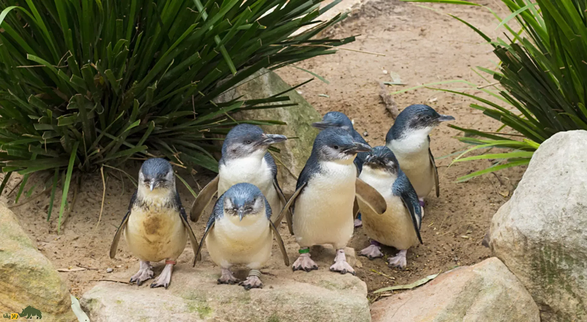 Phillip Island's Little Penguins Phillip Island's Little Penguins